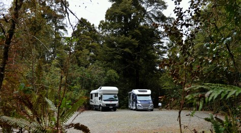 Our park at Pelorus Bridge