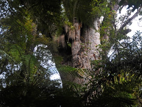 One of the biggest in the park