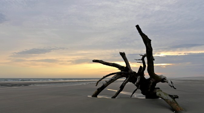 Dawn on Farewell Spit