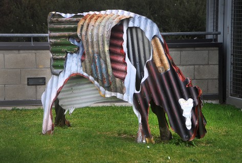 Corrugated Cow on the roof