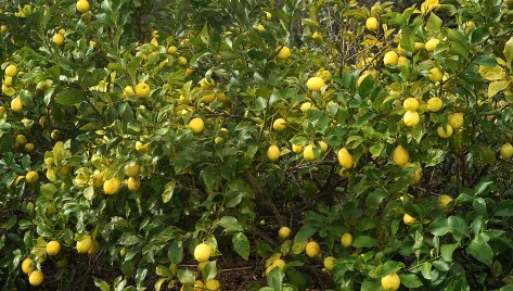 Someone knows how to grow Lemons!