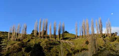 The Moon is up early