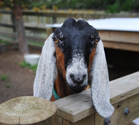 One of the two goats