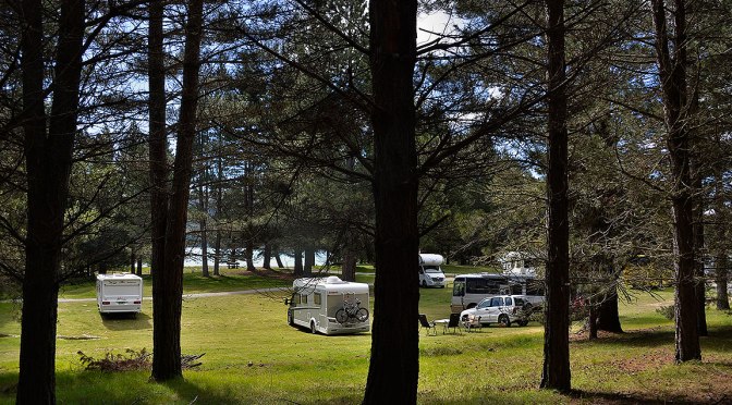 Lakeside with the Pines